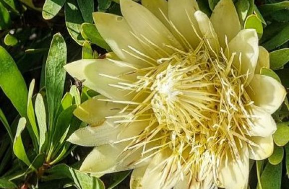 Conservancy banner 1