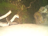 rooiels-conservancy-wildlifecameras-genet-img