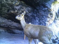 rooiels-conservancy-wildlifecameras-klipspringer-img