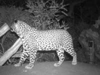 rooiels-conservancy-wildlifecameras-leopardbw-img