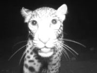 rooiels-conservancy-wildlifecameras-leopardcloseup-img