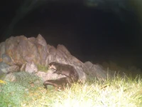 rooiels-conservancy-wildlifecameras-otters-img