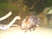 rooiels-conservancy-wildlifecameras-porcupine-img