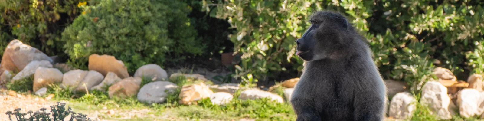 rooiels-alongside-baboons-banner-img