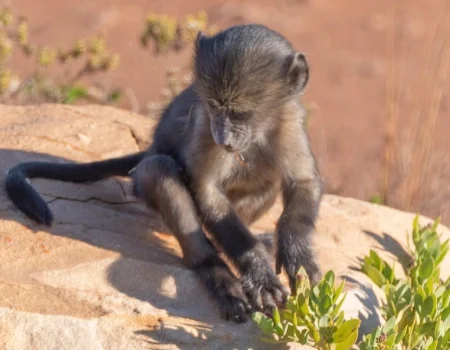 Living Alongside Baboons