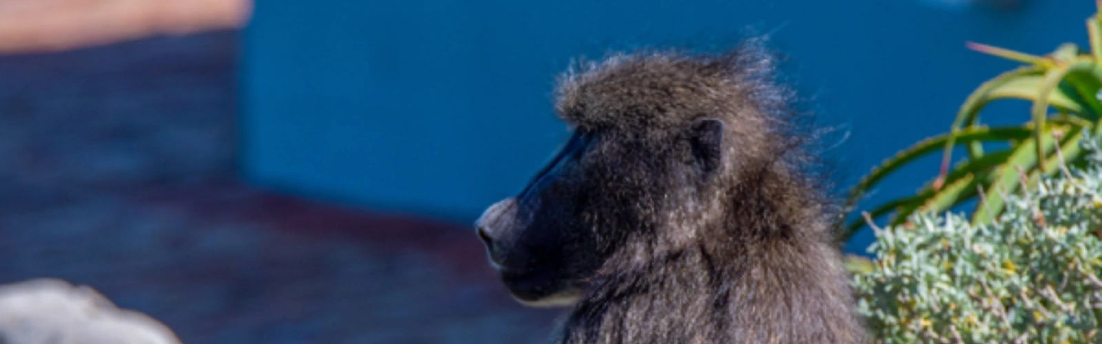 rooiels-building-baboonproofing-banner-img
