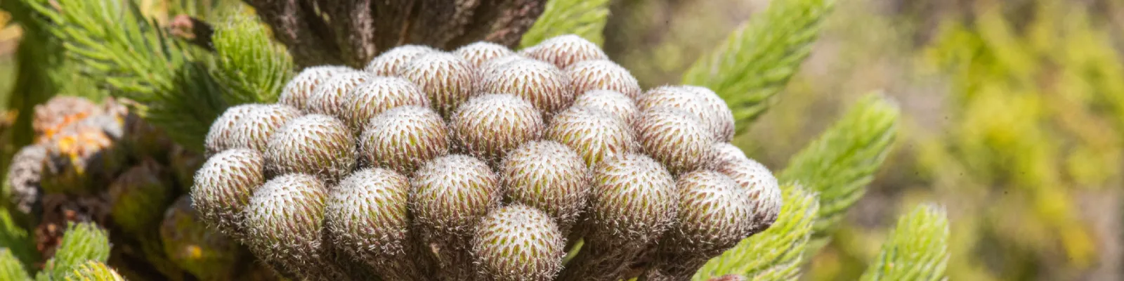 rooiels-vision-garden-banner-img